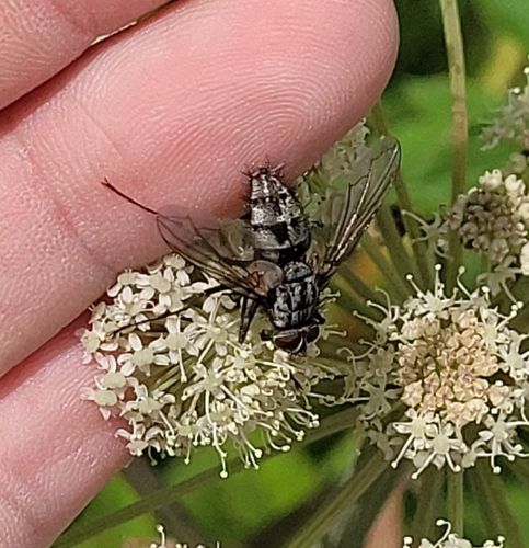 Dinera ferina
