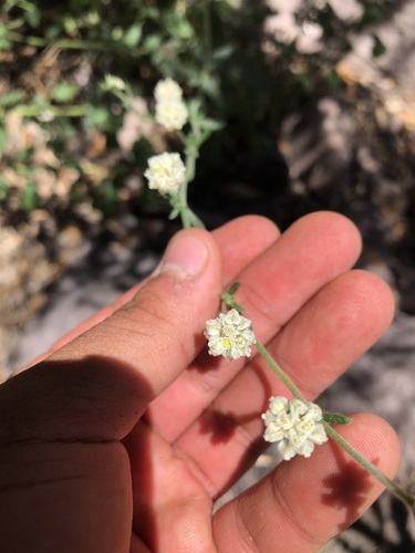 Abert's buckwheat