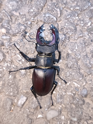 European Stag Beetle