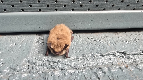California Myotis