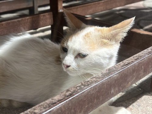 Domestic Cat