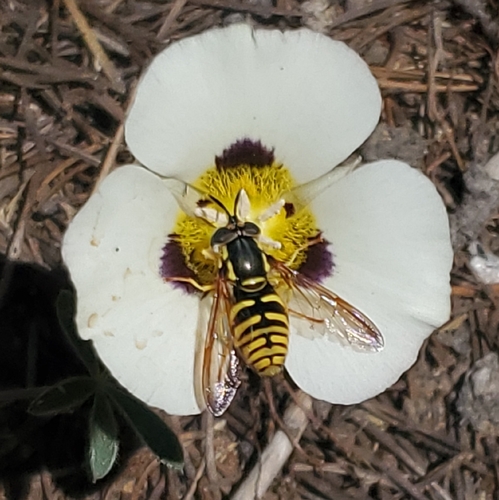 iNaturalist observation photo of Meadow Flies