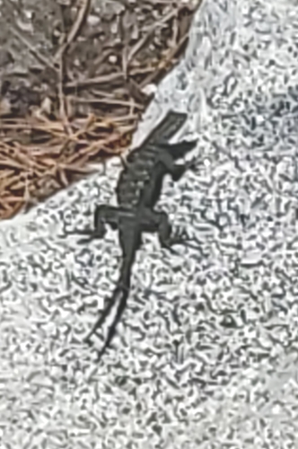iNaturalist observation photo of Western Fence Lizard