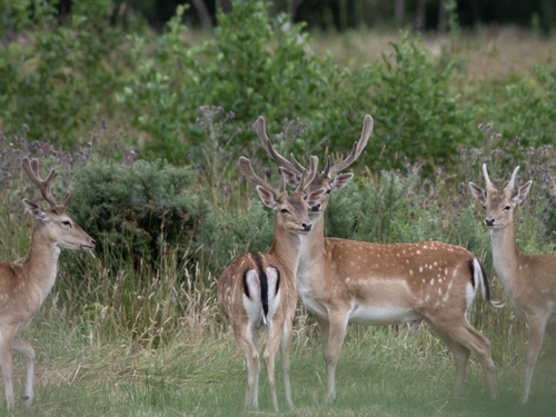 European Fallow Deer