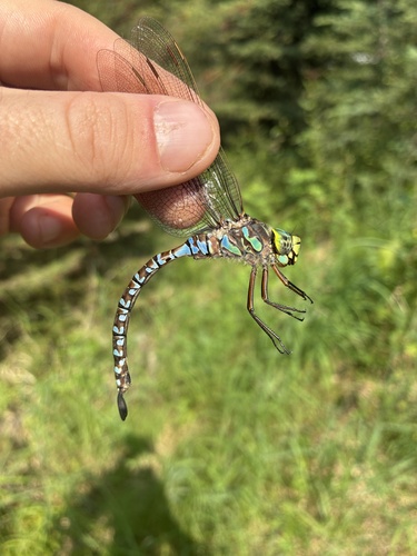 Lake Darner