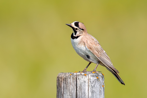 Horned Lark