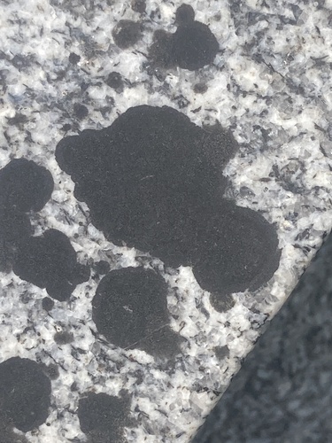 Blackthread Lichen