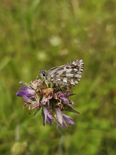 Large Grizzled Skipper