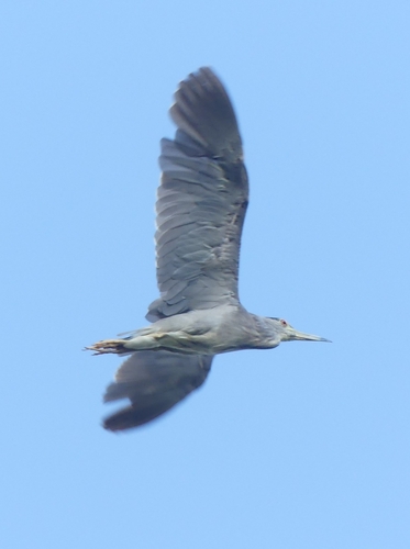 Black-crowned Night Heron