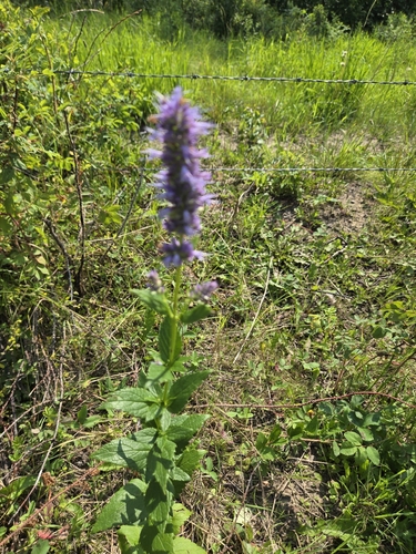 anise hyssop
