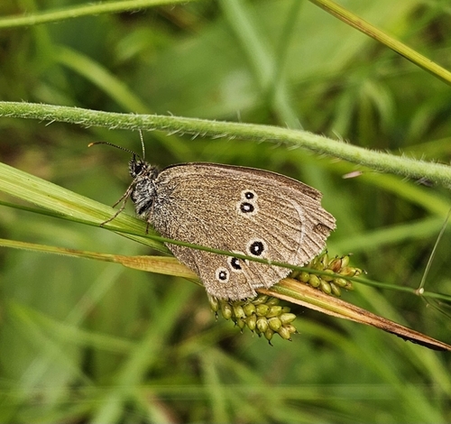 Ringlet
