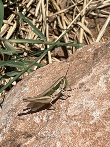 Obscure grasshopper