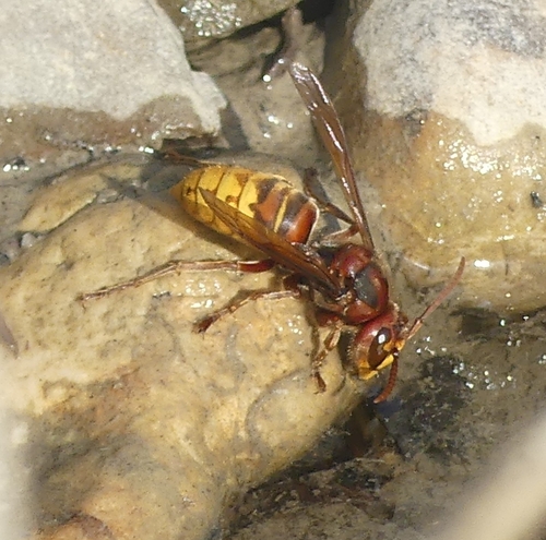 European Hornet