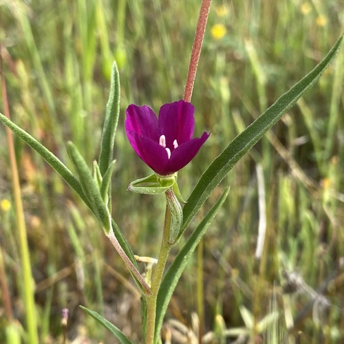 Clarkia purpurea