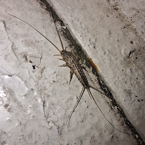 Four-lined Silverfish