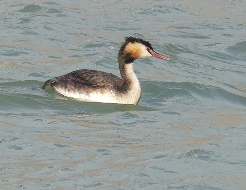 Great Crested Grebe