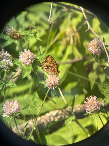 Great Spangled Fritillary