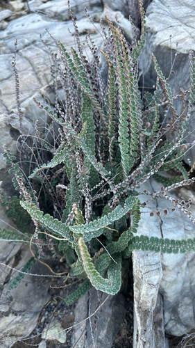 scaly cloak-fern