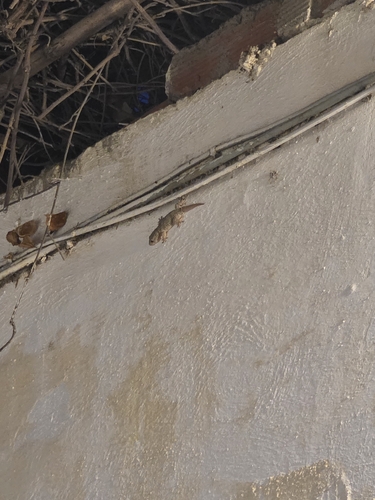 Moorish Gecko