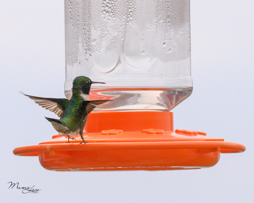 Black-chinned Hummingbird