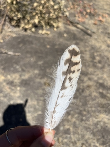 iNaturalist observation photo of Red-tailed Hawk
