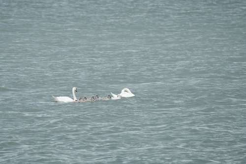 Mute Swan