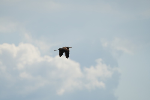 Purple Heron