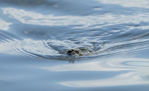 Tessellated Water Snake
