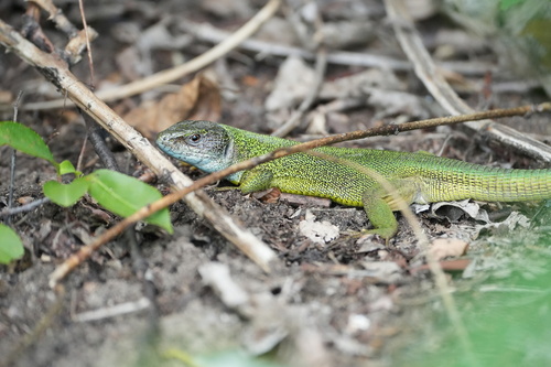 Green Lizard