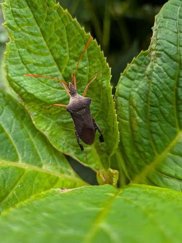Magnolia Leaf-footed Bug