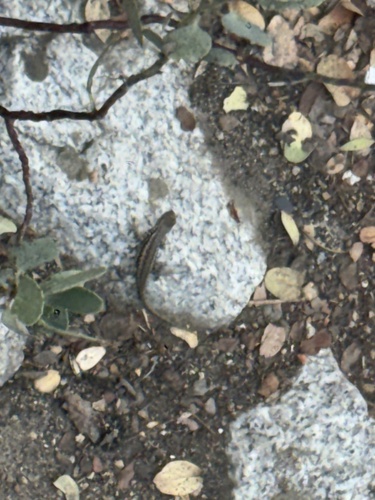 iNaturalist observation photo of Common Sagebrush Lizard