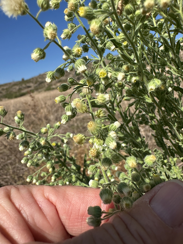Coulter's Horseweed