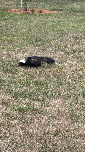 Striped Skunk