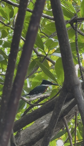 Green Kingfisher