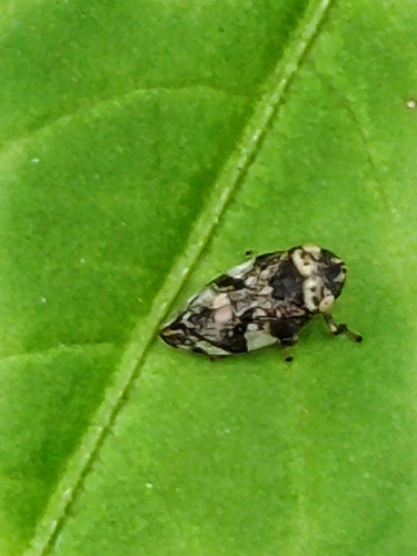 Meadow Spittlebug