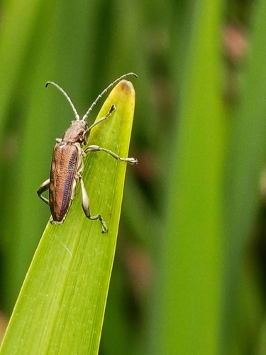 Depressed Aquatic Leaf Beetle