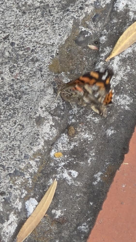 Subtropical Lady