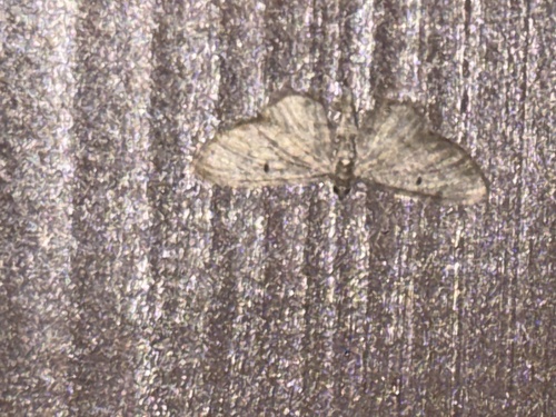 iNaturalist observation photo of Pug Moths