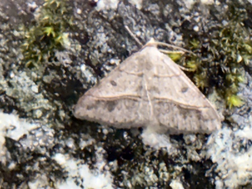 iNaturalist observation photo of Dark-bordered Granite