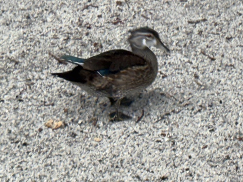 iNaturalist observation photo of Wood Duck