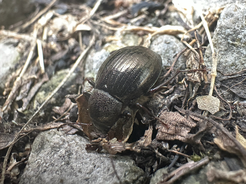 Contracted Darkling Beetle