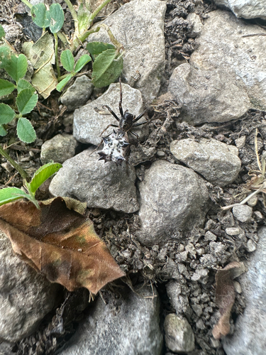 Spined Micrathena