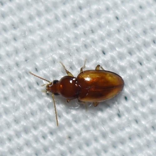 Elaphropus