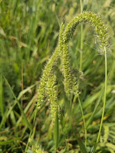 hooked bristle grass
