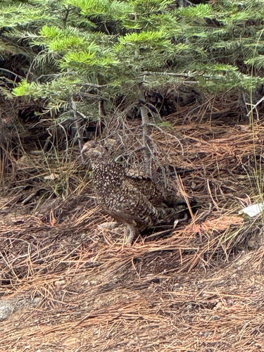 iNaturalist observation photo of Sooty Grouse