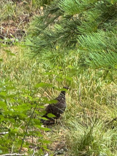 iNaturalist observation photo of Sooty Grouse