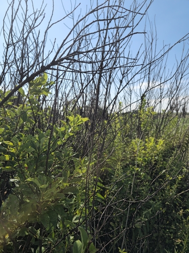 chokecherry