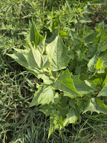 American maple-leaved goosefoot