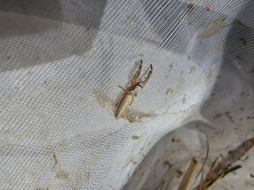 Pike Slender Jumper