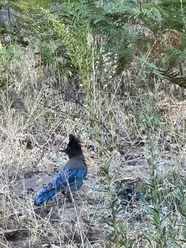 iNaturalist observation photo of Steller's Jay